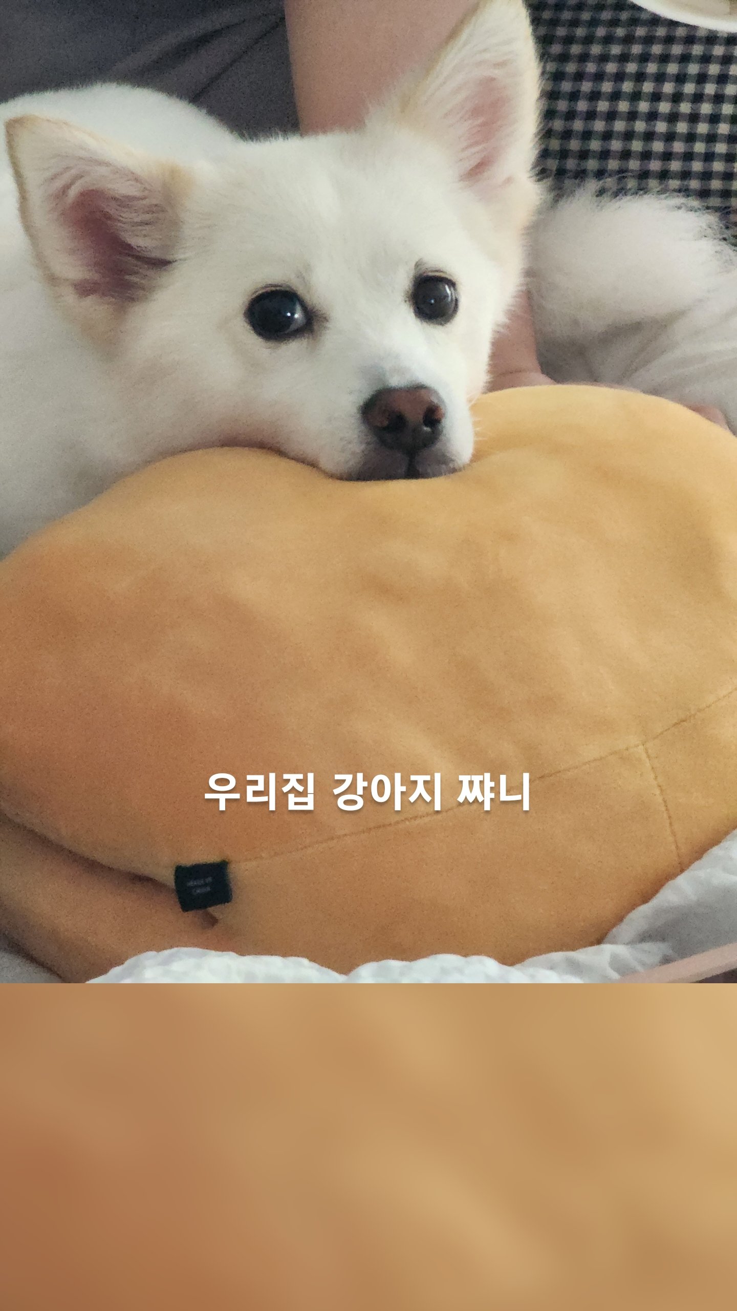 우리집 강아지 쨔니